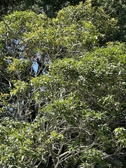 Nestegis cunninghamii