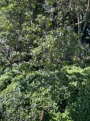 Nestegis cunninghamii