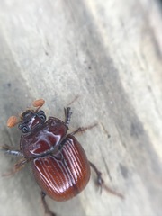 Eucanthus lazarus