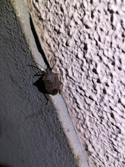 Halyomorpha halys