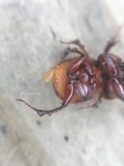 Eucanthus lazarus