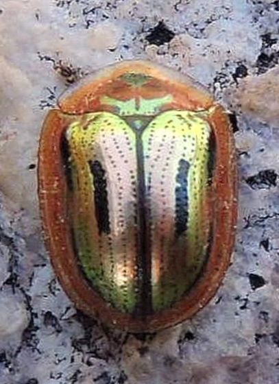 Jonthonota mexicana