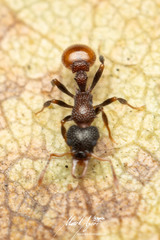 Epopostruma areosylva