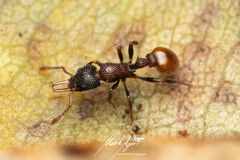 Epopostruma areosylva