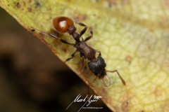 Epopostruma areosylva