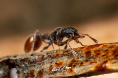 Epopostruma areosylva