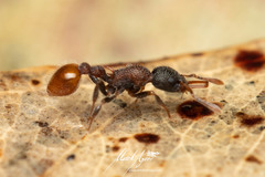 Epopostruma areosylva