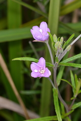 Epilobium pallidiflorum