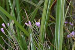 Epilobium pallidiflorum