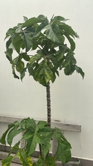 Vasconcellea × pentagona