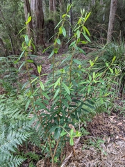 Pimelea drupacea