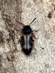 Mycetophagus