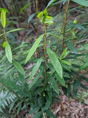 Pimelea drupacea