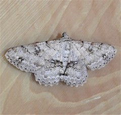 Cleora repetita