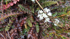 Aciphylleae