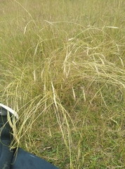 Rytidosperma clavatum