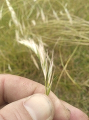 Rytidosperma clavatum