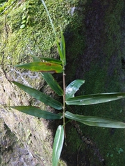 Bambusa pachinensis