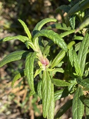 Neolasioptera mimuli