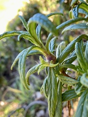 Neolasioptera mimuli