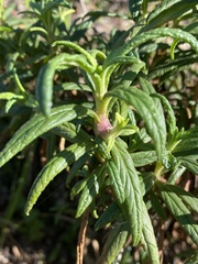 Neolasioptera mimuli