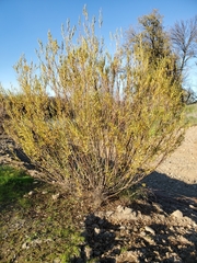 Salix melanopsis