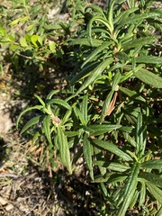 Neolasioptera mimuli