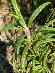 Neolasioptera mimuli