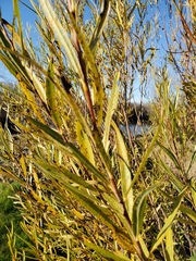 Salix melanopsis