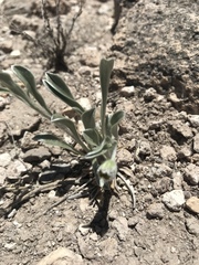 Tetraneuris argentea