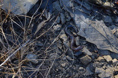 Plethodon dorsalis