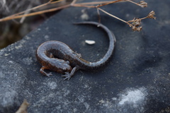 Plethodon dorsalis