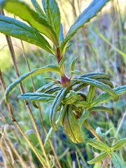 Neolasioptera mimuli