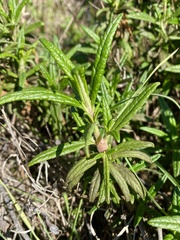 Neolasioptera mimuli