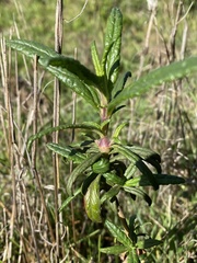 Neolasioptera mimuli