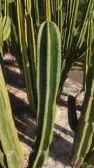 Cereus repandus