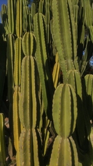 Cereus repandus