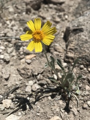 Tetraneuris argentea