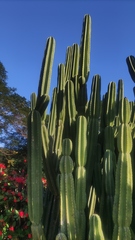 Cereus repandus