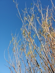 Salix melanopsis