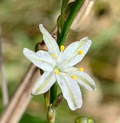 Caesia parviflora parviflora
