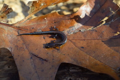 Plethodon dorsalis