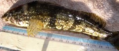 Hexagrammos stelleri
