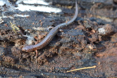 Plethodon dorsalis