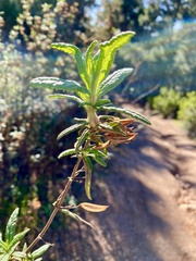 Neolasioptera mimuli