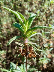 Neolasioptera mimuli