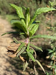 Neolasioptera mimuli