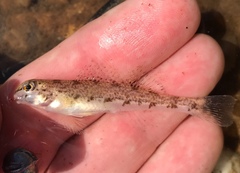 Coastal Darter photo 4