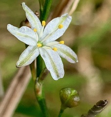 Caesia parviflora parviflora