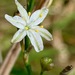 Caesia parviflora parviflora - Photo (c) SBERRY, some rights reserved (CC BY-NC), uploaded by SBERRY